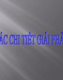 Bài giảng Các chi tiết giải phẩu