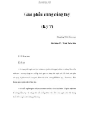 Giải phẫu vùng cẳng tay (Kỳ 7)