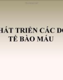 SỰ PHÁT TRIỂN CÁC DÒNG TẾ BÀO MÁU