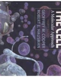 Ebook The cell - A molecular approach (4/E): Part 1