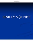 Bài giảng Sinh lý nội tiết