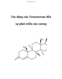 Tác động của Testosterone đến sự phát triển của xương