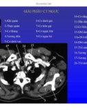 Bài giảng Giải phẫu học lồng ngực qua các lát cắt ngang CT scan (phần 2) - BS. Lê Hữu Linh