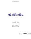 Bài giảng Hệ tiết niệu - Sinh lý và bệnh lý