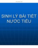 Bài giảng Sinh lý bài tiết nước tiểu