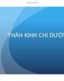 Bài giảng Thần kinh chi dưới