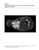 Ebook Atlas of clinical imaging and anatomy of the equine head: Part 2