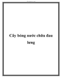 Cây bóng nước chữa đau lưng