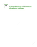 Ebook Veterinary hematology, clinical chemistry, and cytology (3/E): Part 3