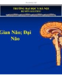 Bài giảng Gian não, đại não - ĐH Y Hà Nội