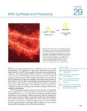 Ebook Biochemistry (8/E): Part 3