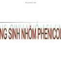 Bài giảng Đại cương hóa dược - Kháng sinh nhóm Phenicol