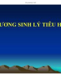 Bài giảng Chương Sinh lý tiêu hóa - Bài 1: Đại cương sinh lý tiêu hóa, tiêu hóa ở miệng và dạ dày