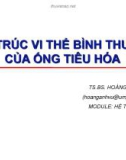 Bài giảng Cấu trúc vi thể bình thường của ống tiêu hóa - TS.BS. Hoàng Anh Vũ