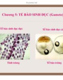 Đại cương về Mô và Phôi : Sự hình thành tế bào sinh dục part 1