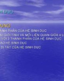 Chương 10: Hệ sinh dục