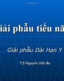 Bài giảng Giải phẫu tiểu não - TS. Nguyễn Văn Ba