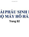 Bài giảng Giải phẫu sinh lý bộ máy hô hấp - ThS. BS. Trần Quang Thảo