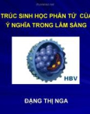 Bài giảng Cấu trúc sinh học phân tử của HBV và ý nghĩa trong lâm sàng - Đặng Thị Nga