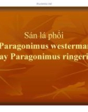 Bài giảng Sán lá phổi ( Paragonimus westermani hay Paragonimus ringeri ).