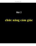 Bài giảng Bài 2: Chức năng cảm giác (TT)