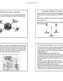 Bài giảng Sợi cân bằng trong cuộc sống