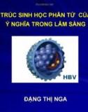 Cấu trúc sinh học phân tử của HBV - Ý nghĩa lâm sàng