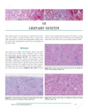 Ebook Aughey and frye's comparative veterinary histology with clinical correlates (2nd edition): Part 2