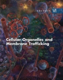 Ebook Cell biology (3rd edition): Part 2