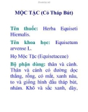 MỘC TẶC (Cỏ Tháp Bút)