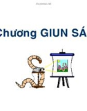 Bài giảng Giun sán