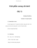 Giải phẫu xương chi dưới (Kỳ 1)