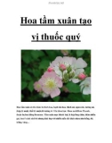 Hoa tầm xuân tạo vị thuốc quý