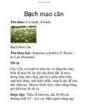 Bạch mao căn