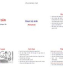 Bài giảng Giun sán - Nguyễn Thị Ngọc Yến