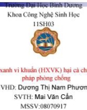 Đề tài: Bệnh héo xanh vi khuẩn (HXVK) hại cà chua và biện pháp phòng chống