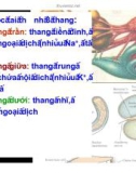 Bài giảng thần kinh thính giác part 2