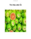 Trẻ lâu nhờ ổi