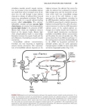 Introduction to the Cardiovascular System - part 3