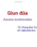 Bài giảng Giun đũa (Ascaris lumbricoides) - TS. Phùng Đức Truyền