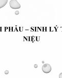 Bài giảng Giải phẫu sinh lý tiết niệu - ThS. BS. Trần Quang Thảo