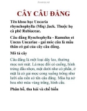 CÂY CÂU ĐẰNG