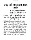 Cây thổ phục linh làm thuốc