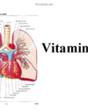 Bài giảng Dược lý học: Vitamin