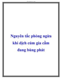 Nguyên tắc phòng ngừa khi dịch cúm gia cầm đang bùng phát