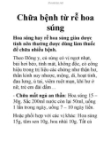 Chữa bệnh từ rễ hoa súng