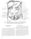 Atlas giải phẫu người - Phần nội tạng (Phần 14)