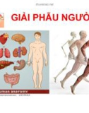 Bài giảng Giải phẫu người - ThS.BS. Võ Nguyên Thủ