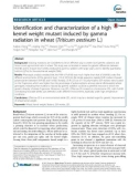 Identification and characterization of a high kernel weight mutant induced by gamma radiation in wheat (Triticum aestivum L.)