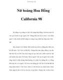 Nữ hoàng Hoa Hồng California 98